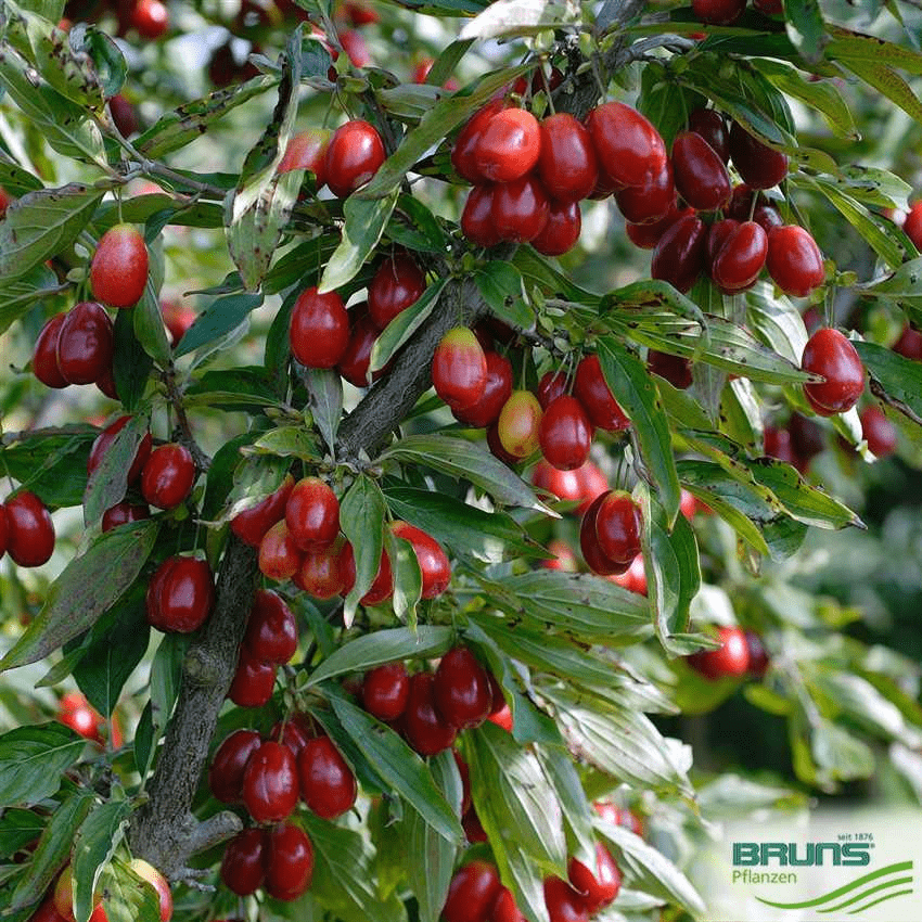 Des images de diff�rentes plantes